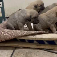 سگ ماده سرابی اصیل|سگ|محمدشهر, ولدآباد|دیوار