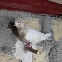 کفتر|پرنده|نظرآباد, نجم آباد|دیوار