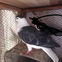 کفتر ساده سار قره جوجه