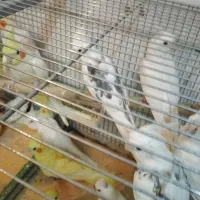 عروس هلندی|پرنده|رشت, رودباری|دیوار