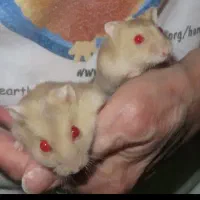 ۲ تا همستر کوچولو خوشرنگ