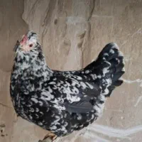 مرغ کرک