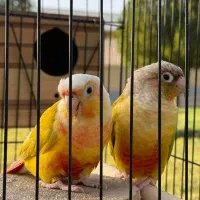 گرینچیک نر پاید و ردچیک ماده