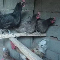 تخم مرغ نطفه دار آیسبار و لاکنزی