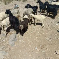 کهره نر چاق