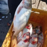 ماهی قزل گرمابی با بهترین کیفیت