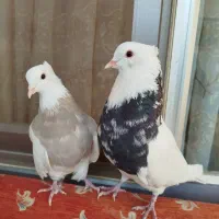 طوقی الماسی|پرنده|مبارکه, |دیوار