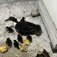 جوجه اردک محلی همراه با مادر