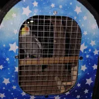 پرنده عروس هلندی گمشده