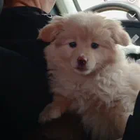 واگذاری فوری