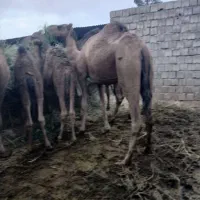 شترزایده ۳نفر هاشی شون شیرمست