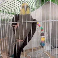 عروس هلندی سخنگو