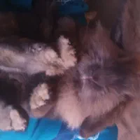 خرگوش کوچولو و یه خرگوش لوپ