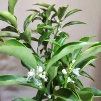نهال کامکوات(پرتقال ژاپنی) پرغنچه۶ساله کمیاب|گل و گیاه طبیعی|تهران, جنت‌آباد شمالی|دیوار