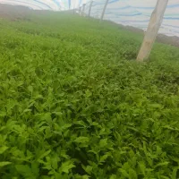 نشا گوجه فرنگی