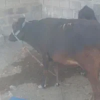 گاو گوساله ماده|حیوانات مزرعه|میناب, |دیوار