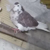 کفتر