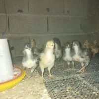 جوجه مرغ محلی ۲۰روزه