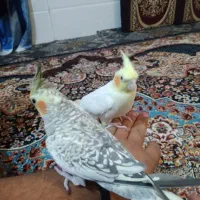 عروس هلندی قسمت مناسب