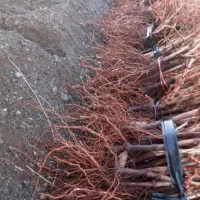 نهالستان گردو بادام و صنوبر|خدمات باغبانی و درختکاری|مرند, |دیوار