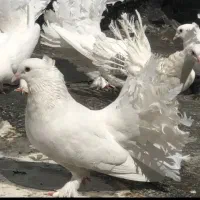 کفتر دمچتری نر