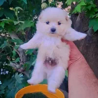 توله سگ جیبی عروسکی فقط ۲۹۰۰