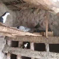کبوتر|پرنده|قهستان, |دیوار