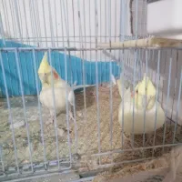 جفت عروس هلندی|پرنده|قهستان, |دیوار