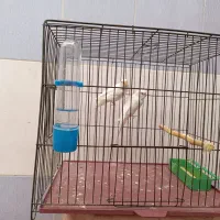 یک جفت مرغ عشق|پرنده|گتوند, |دیوار