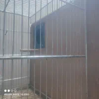 لانه گرینچیک