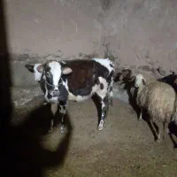 گوساله ماده|حیوانات مزرعه|دهگلان, |دیوار