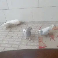 کفتر