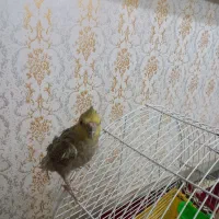 عروس هلندی|پرنده|لاهیجان, بوجایه|دیوار