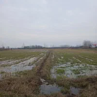 زمین-کشاورزی-برنج-6-هزار-متر