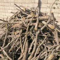خرید چوب پسته وانار