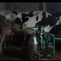 گاو