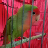 طوطی دستی|پرنده|تاکستان, |دیوار