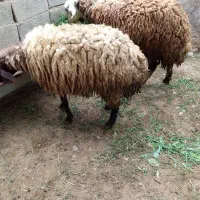 گوسفند چاق ماده