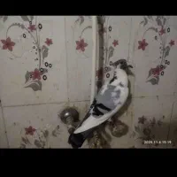 دوعدد ابلغ کرمانی تمیز|پرنده|سراوان, |دیوار