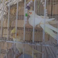 عروس هلندی