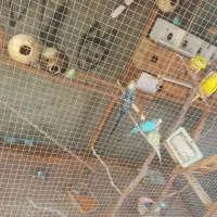 مرغ عشق|پرنده|قشم, |دیوار