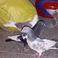 کفتر