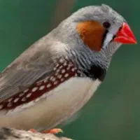فنچ جفتی ۳۰۰|پرنده|تهران, نبی اکرم|دیوار
