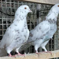 کبوتر پروازی اس|پرنده|قائم‌شهر, |دیوار