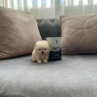 سگ فنجونی واقعی در ایران|سگ|کرج, شهرک بنفشه|دیوار