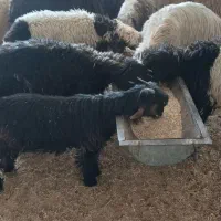 ۶راس بره