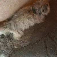 پرشین پیدا شده|حیوانات|بیرجند, |دیوار