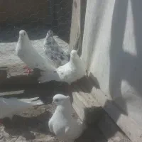 ۵ عددکفترپرشی همش باهم ۲۷۰۰۰۰