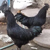 ۲تا خروس  ایام سهمانی