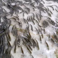 بچه ماهی قزل الا